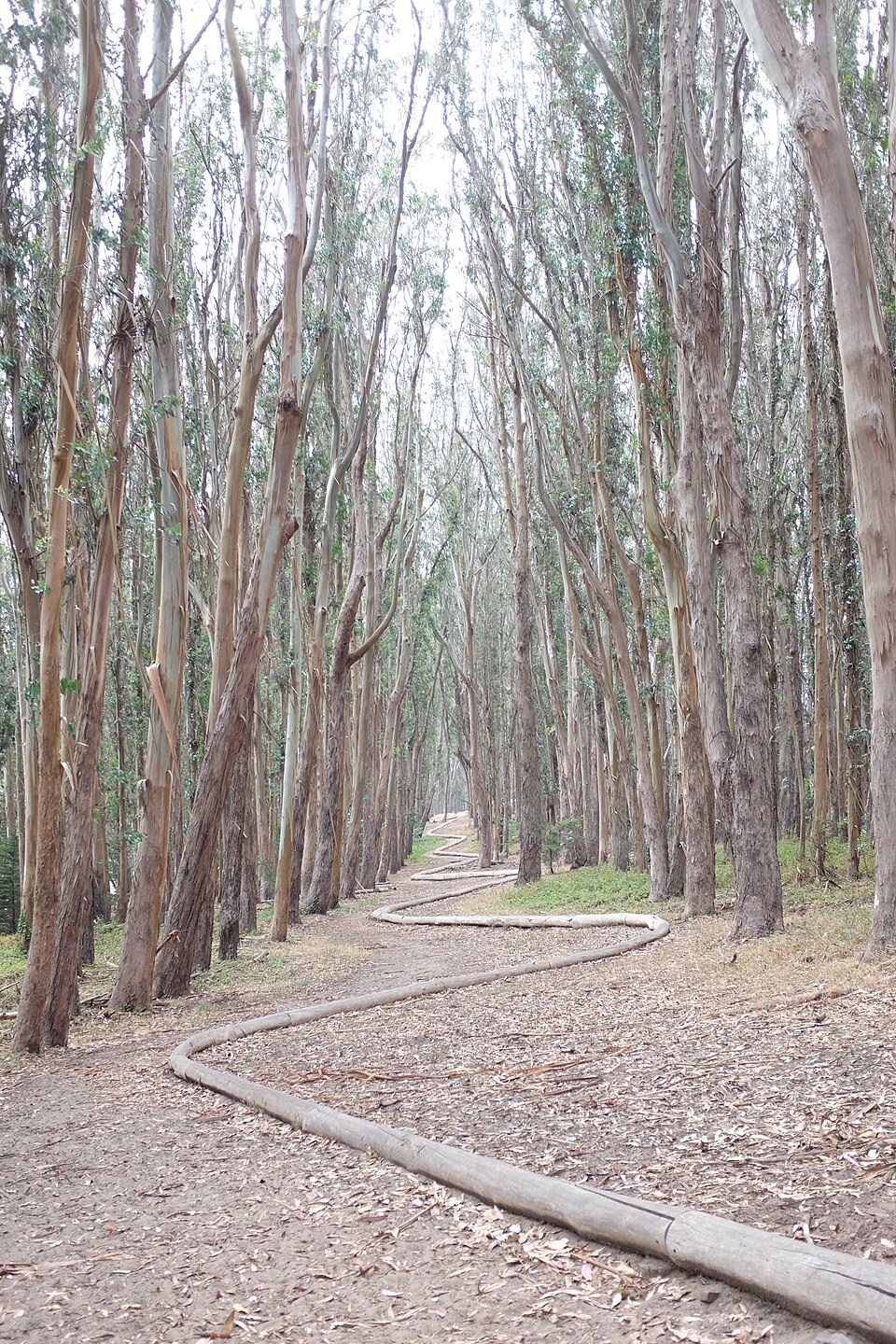 A photograph of Wood Line