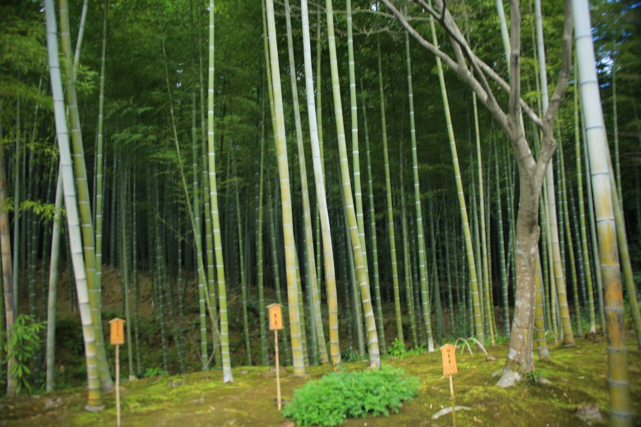 嵐山竹林 fotoğrafı