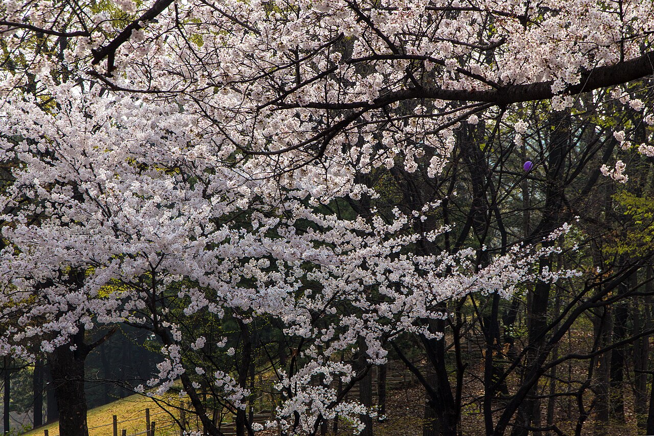 Yeouido Park fotoğrafı