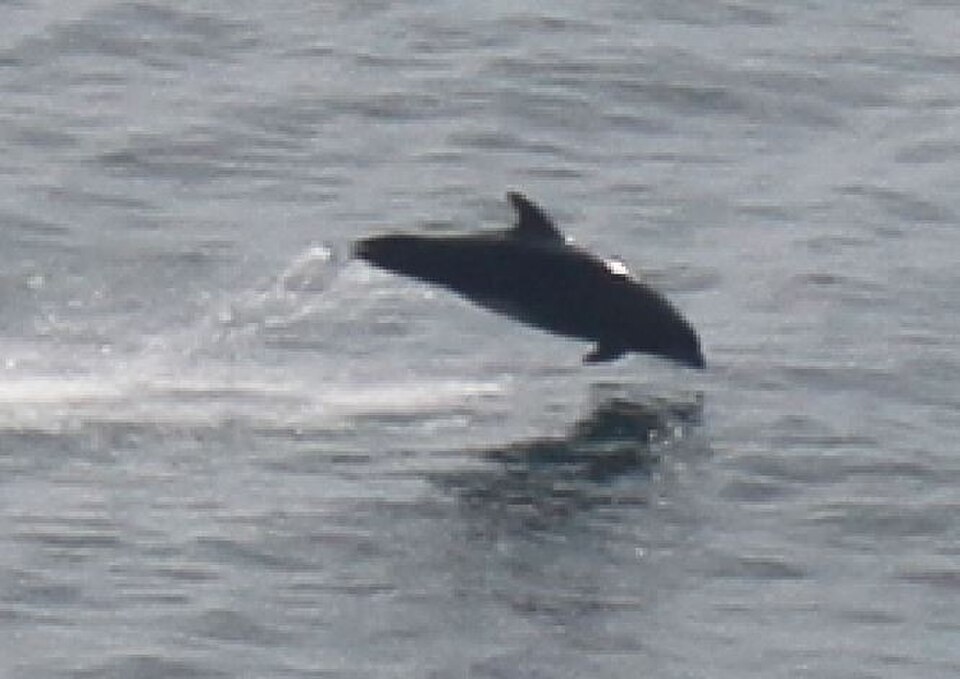 A photograph of Jumping Dolphins