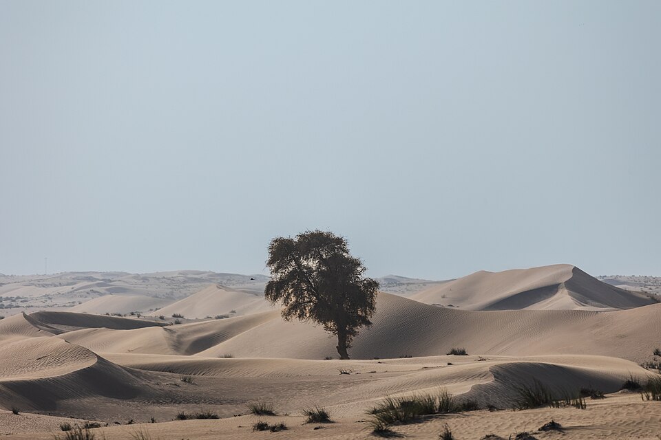 A photograph of Al Marmoom Desert Conservation Reserve