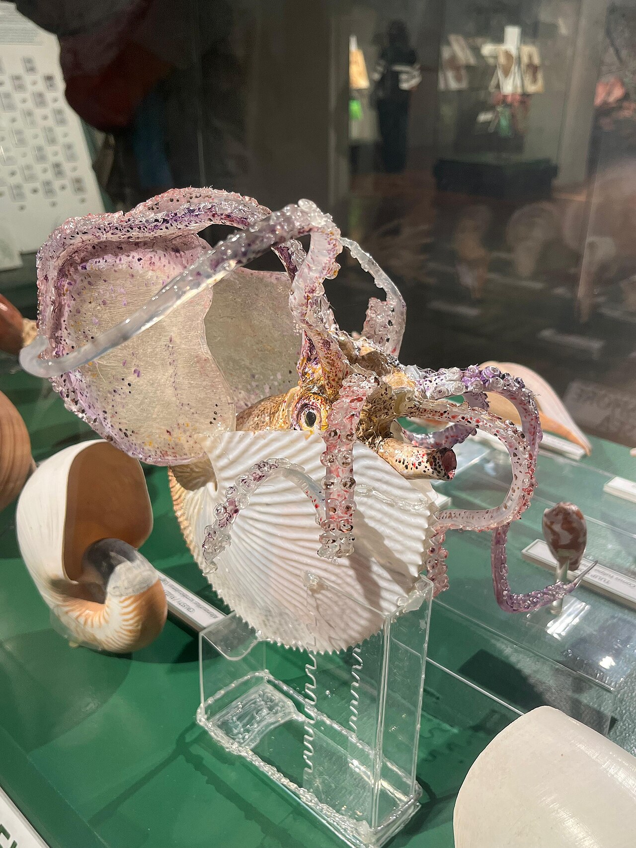 A photograph of Octopus