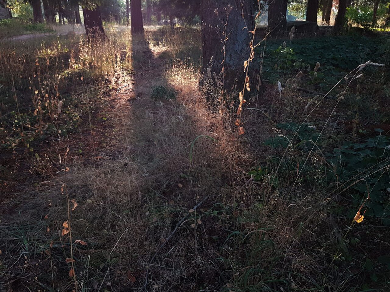 Sunnyside Park