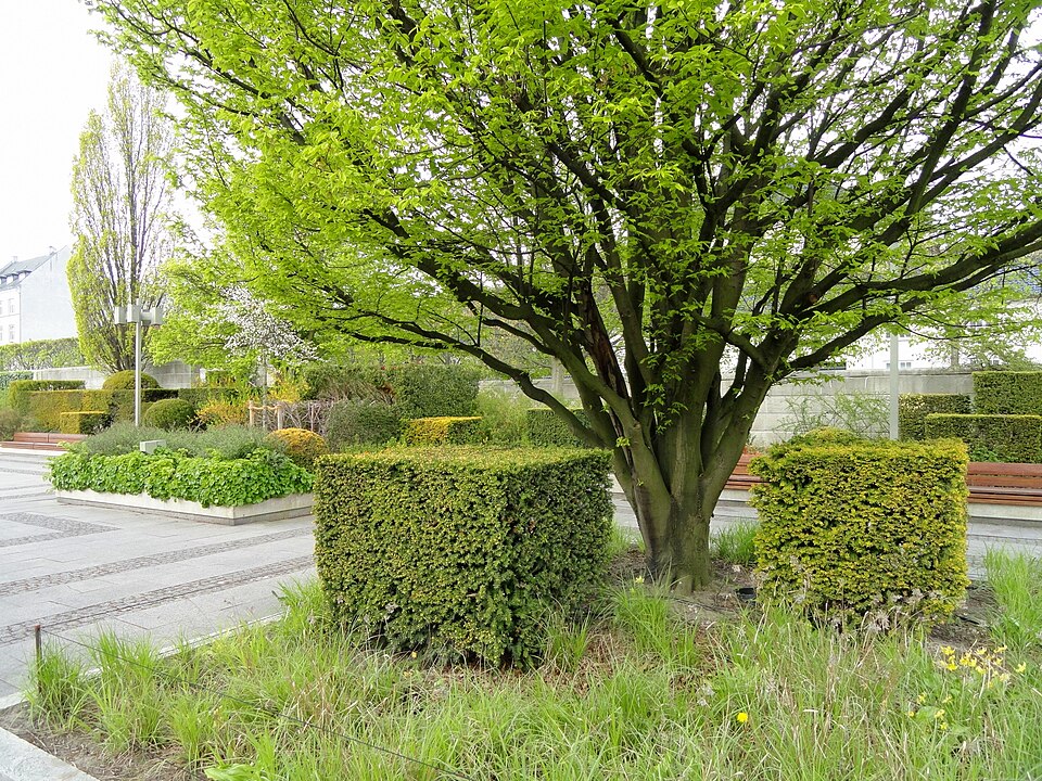 A photograph of Amaliehaven
