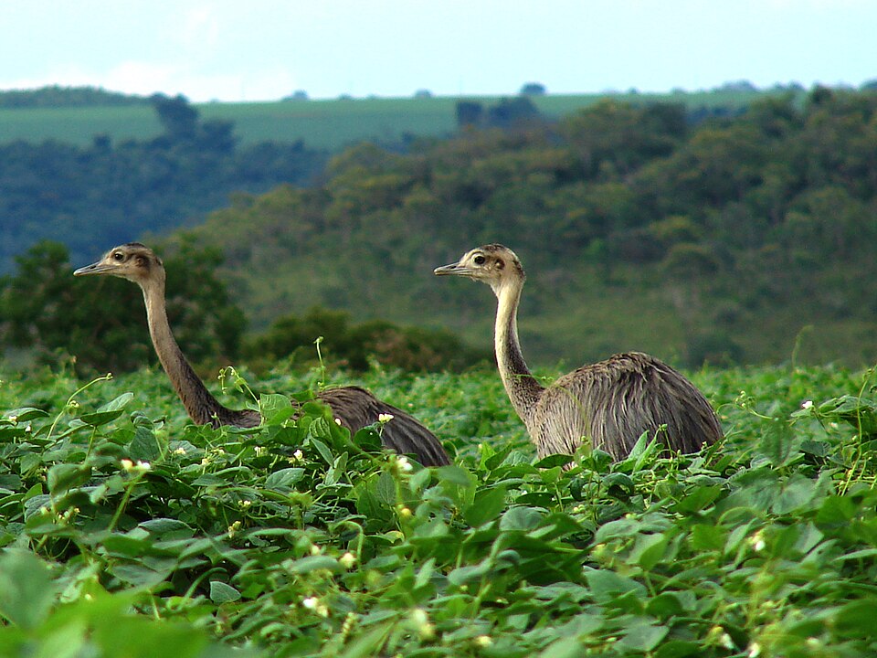 A photograph of Greater Rhea