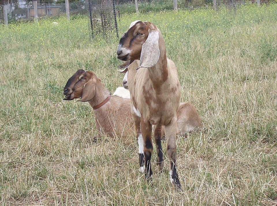 A photograph of Collingwood Children's Farm