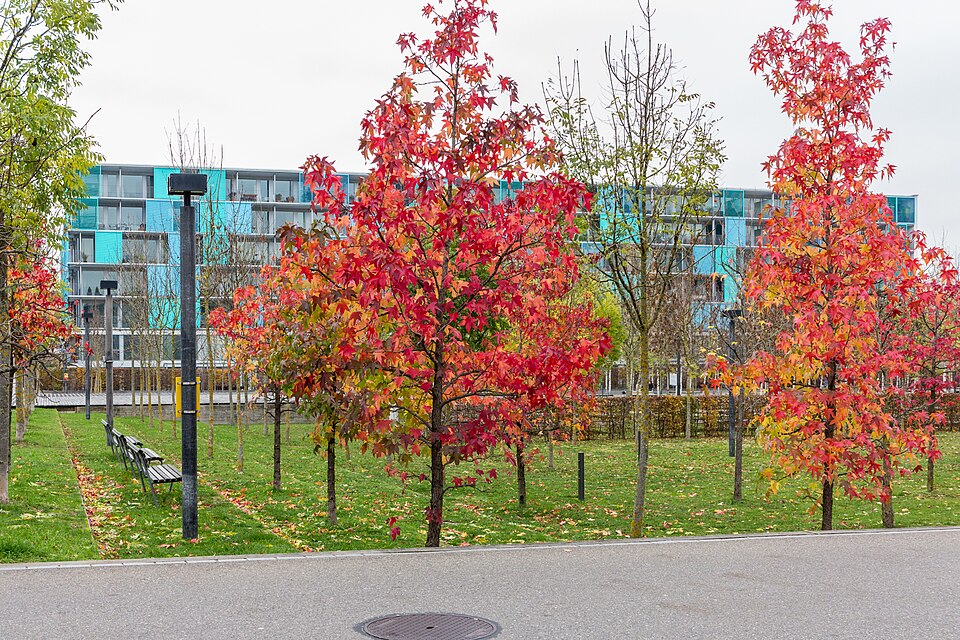 A photograph of Oerliker Park
