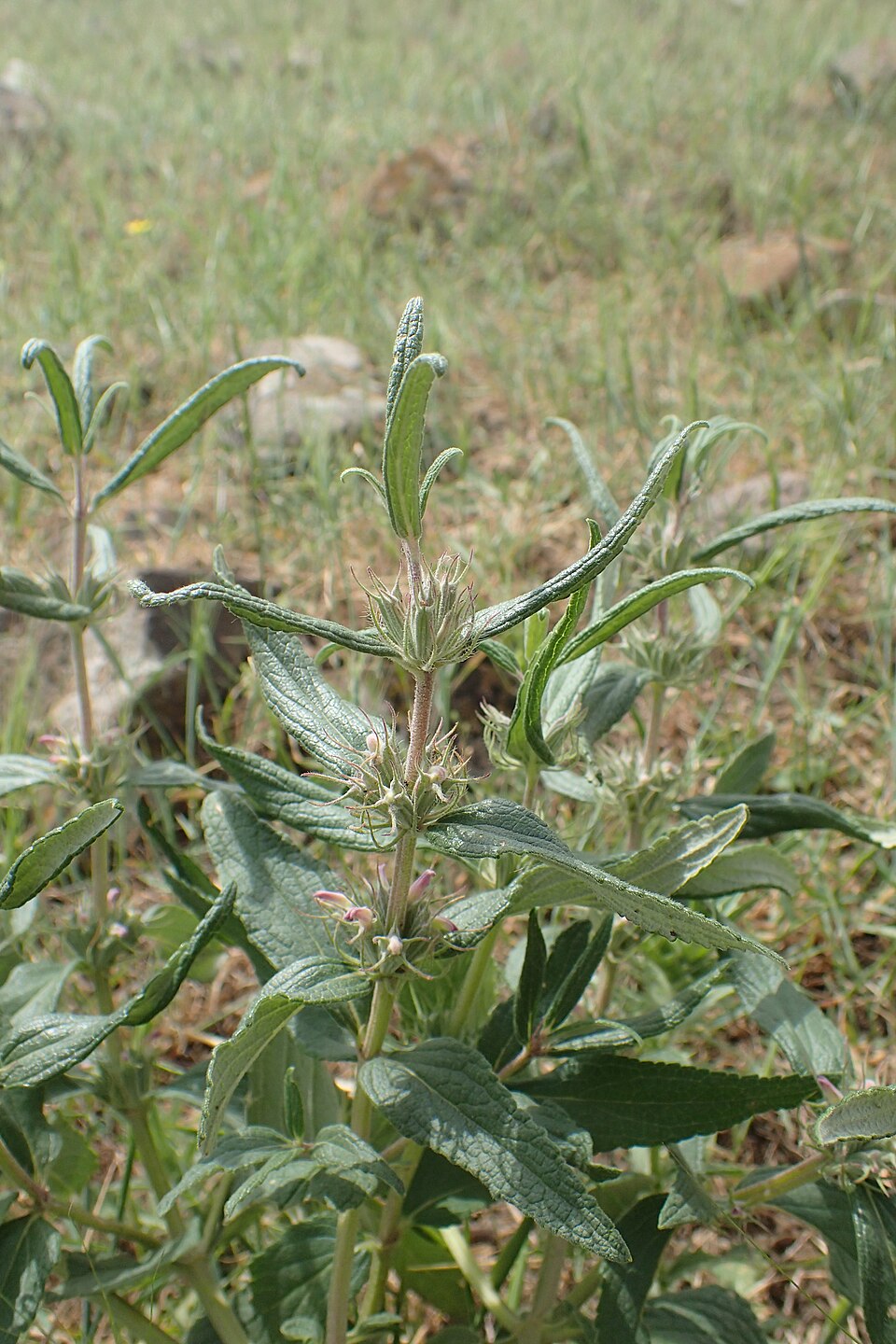 A photograph of Venti