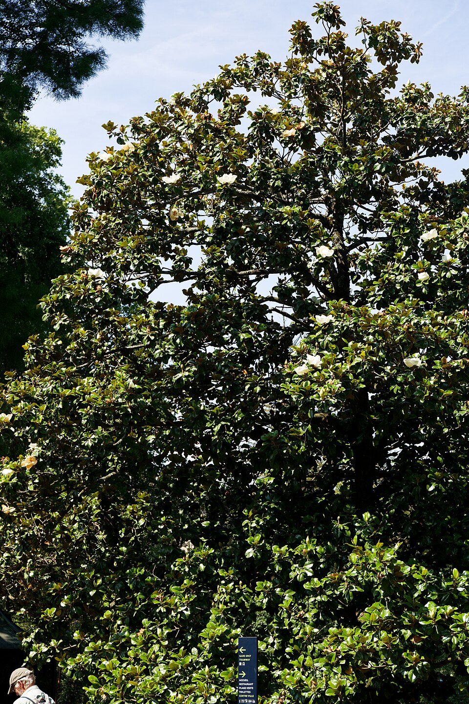 A photograph of Magnolia Collection