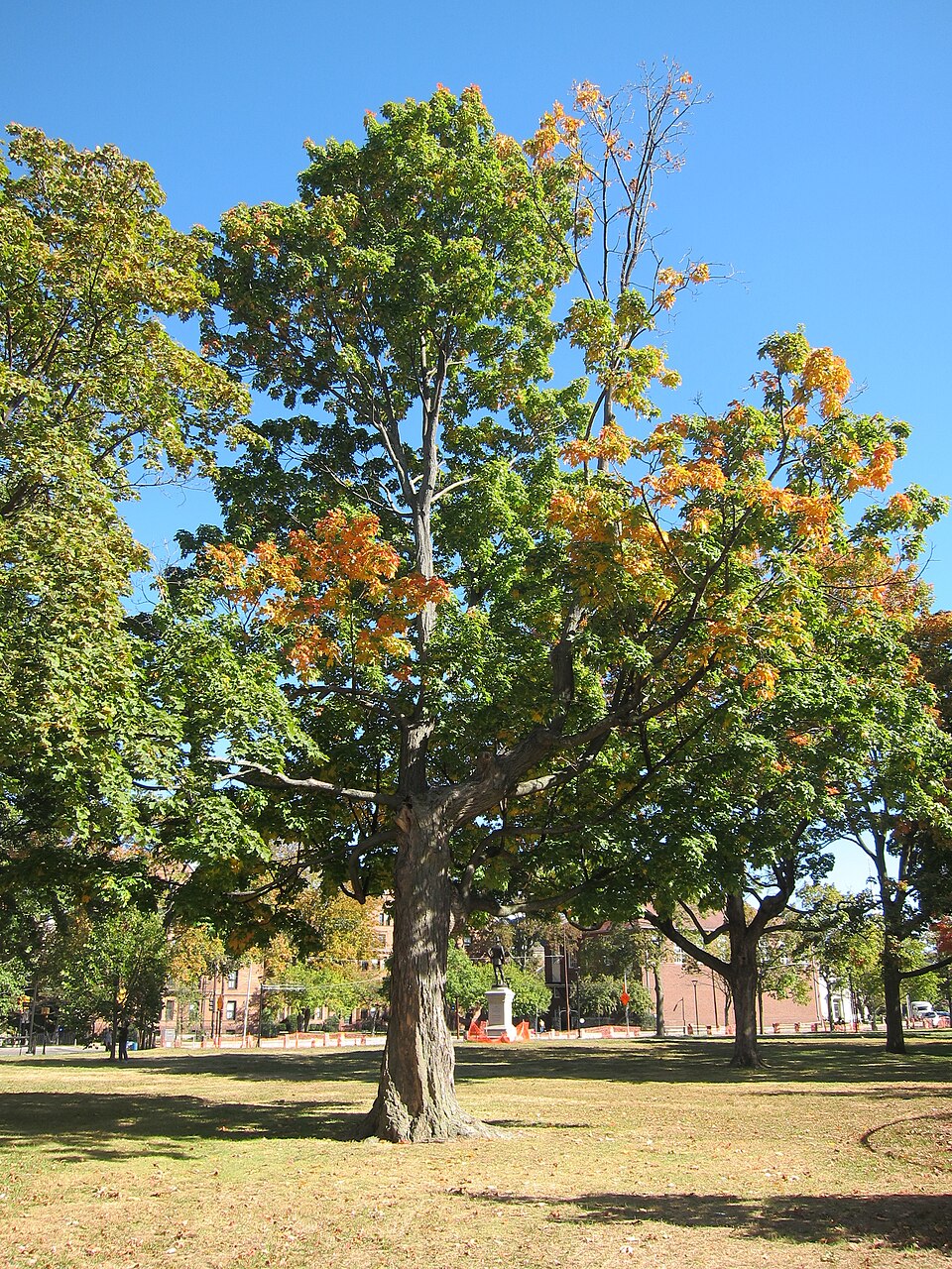 A photograph of Cambridge Common
