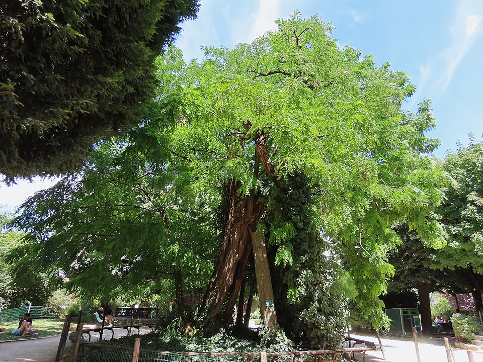 A photograph of Robinier du Square Viviani