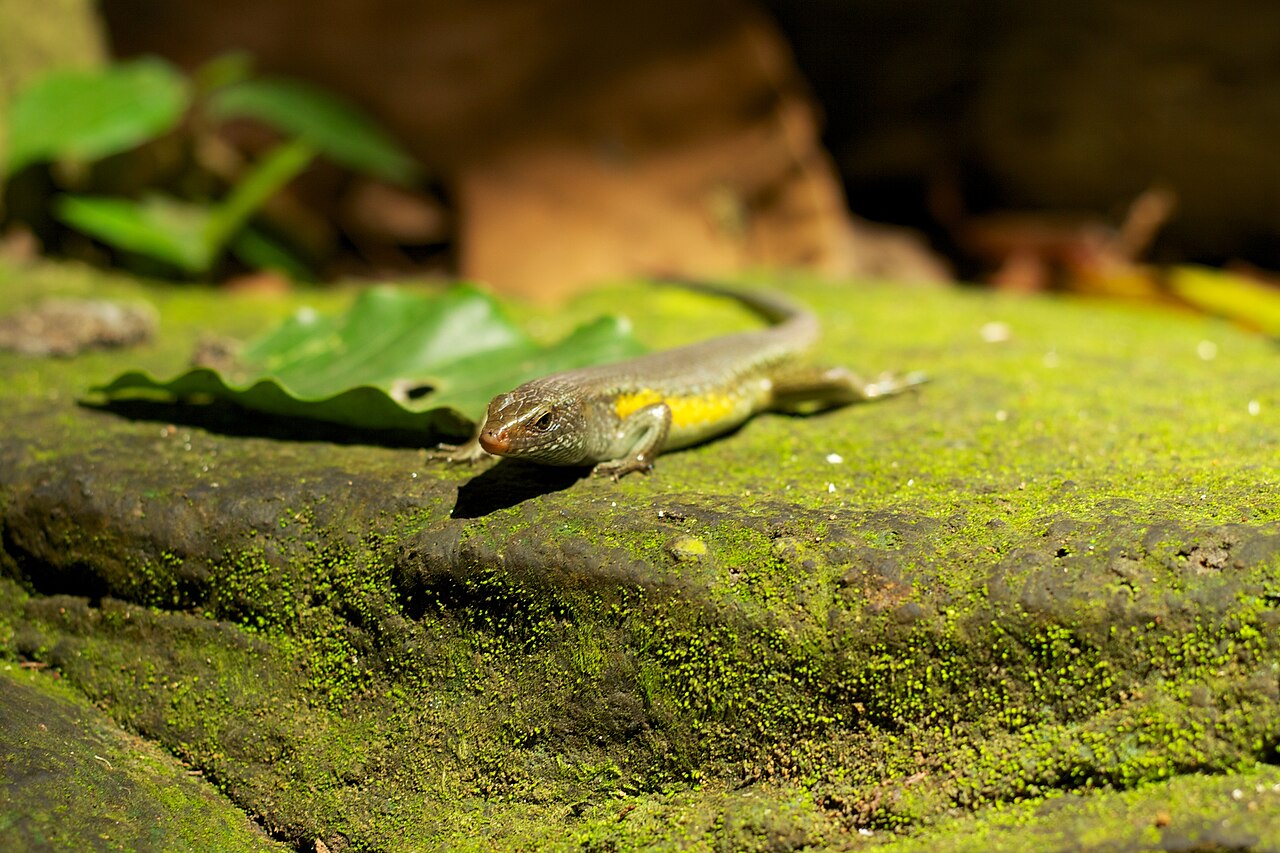 Ein Foto von Sacred Monkey Forest Sanctuary
