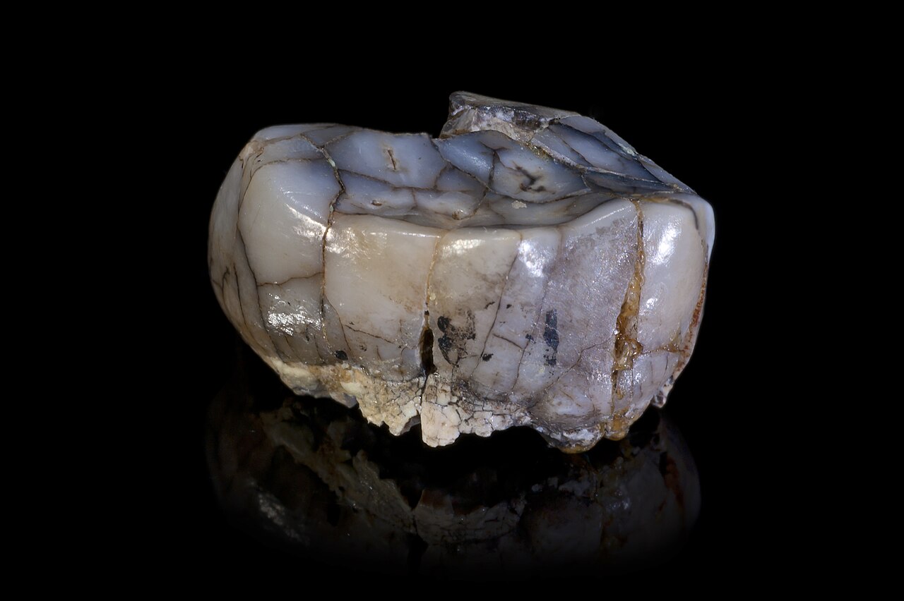 صورة Sterkfontein