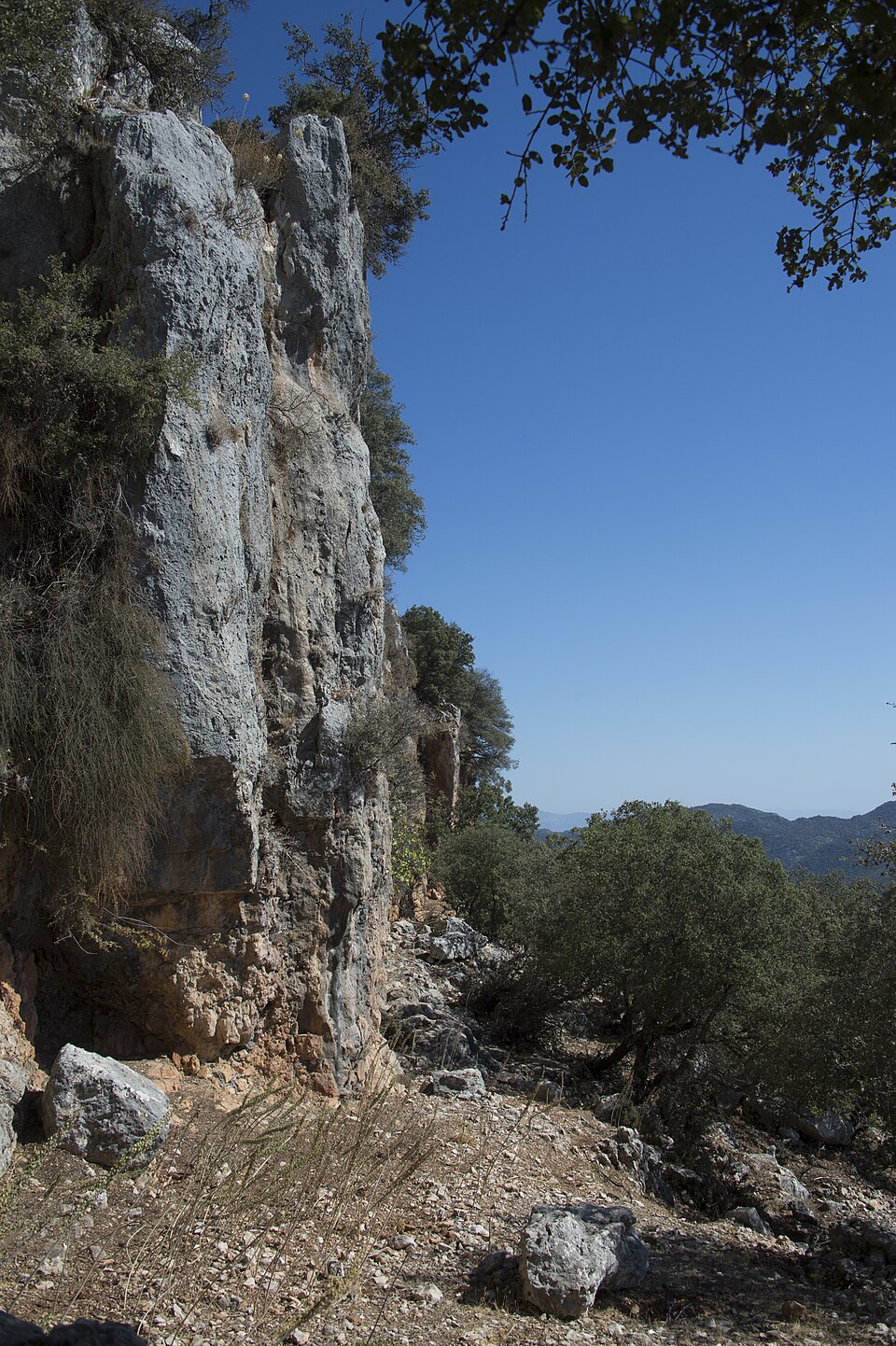 A photograph of Cyaneae