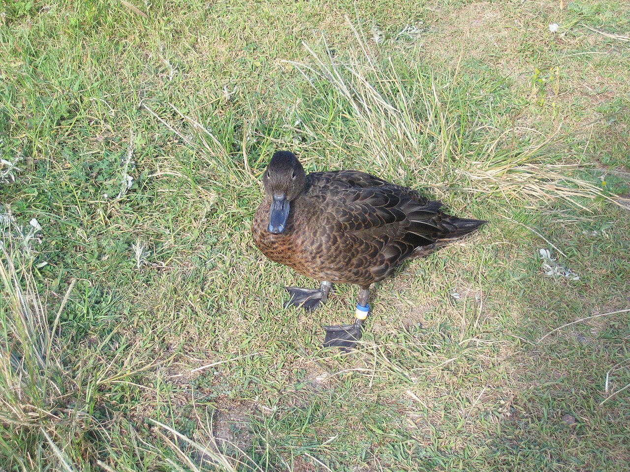 Tiritiri Matangi Island