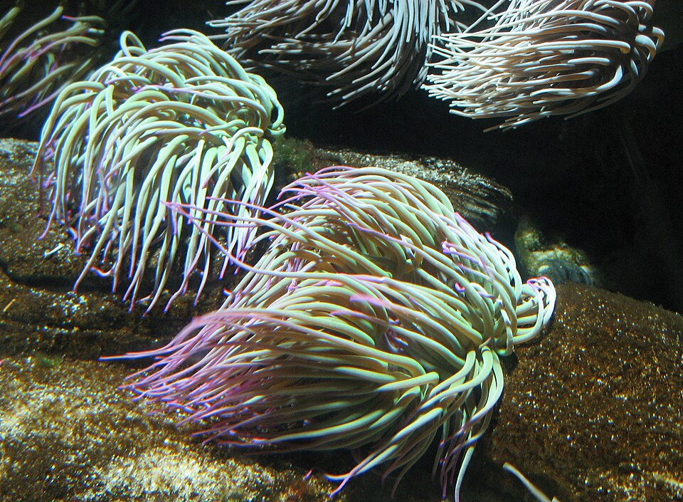 A photograph of Aquarium de Paris