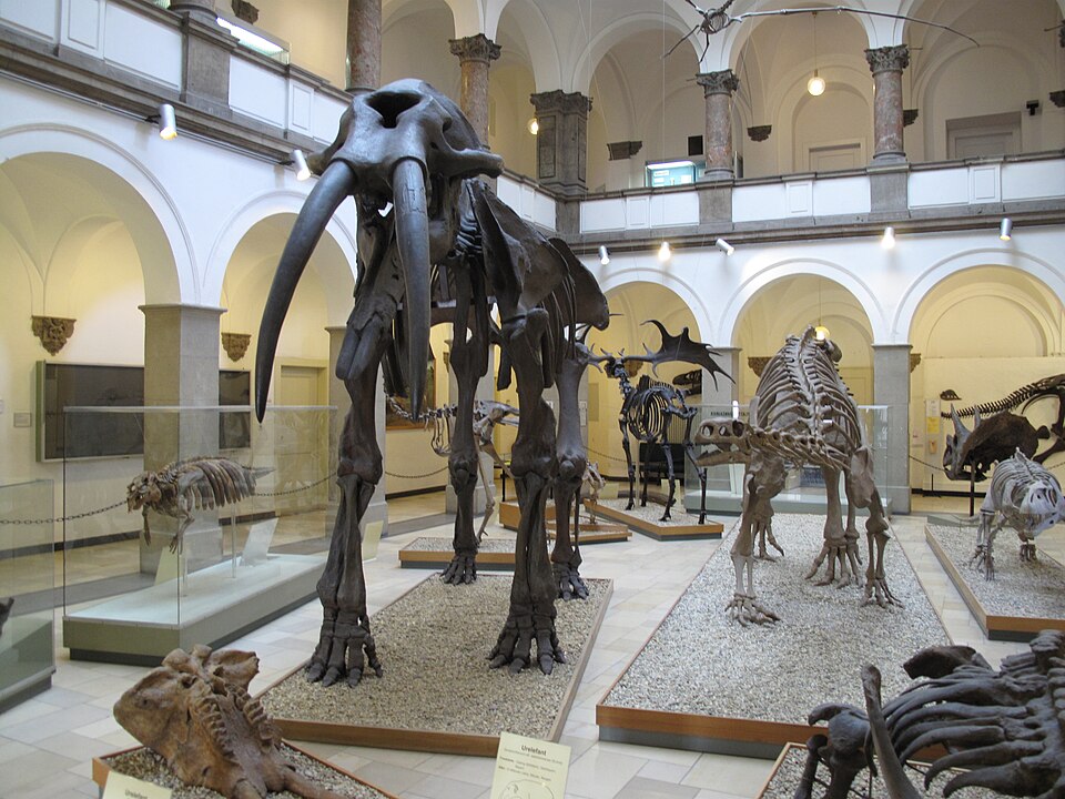 A photograph of Palaeontological Museum