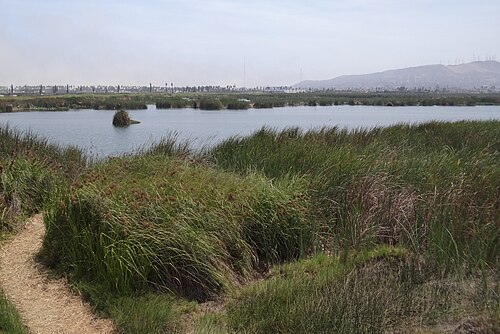 Pantanos de Villa Wildlife Refuge