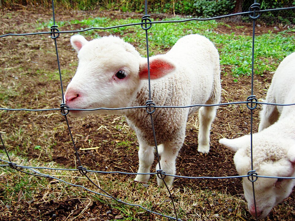 A photograph of Collingwood Children's Farm