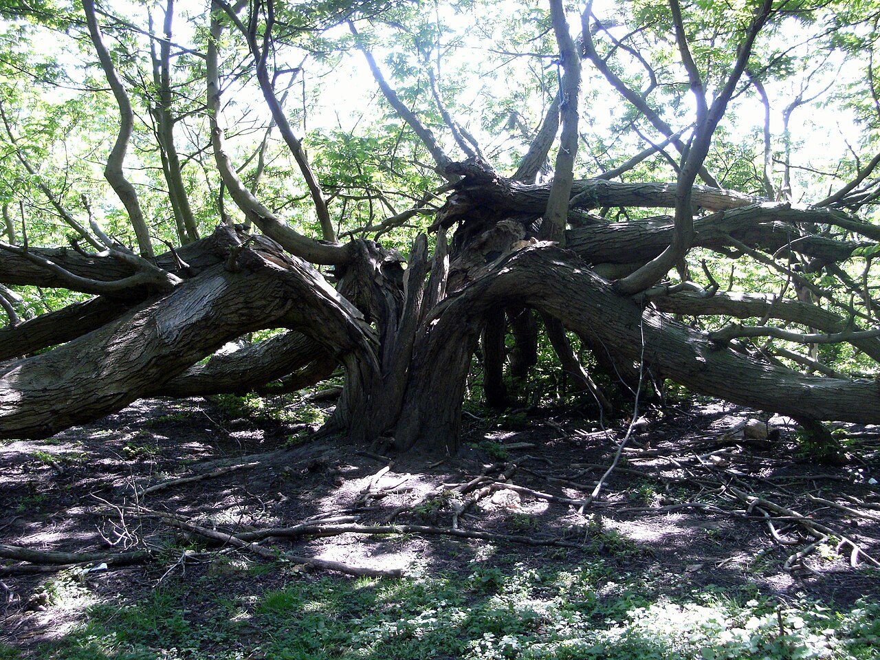 Una fotografia di Sloterpark