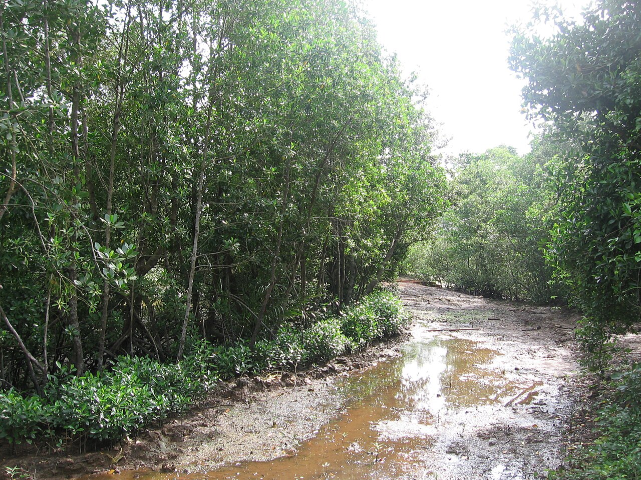 Chek Jawa Wetlands