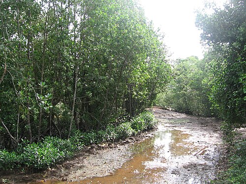 Chek Jawa