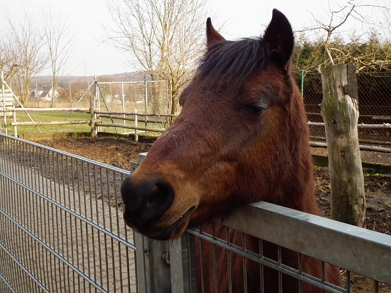 Horse head fotoğrafı
