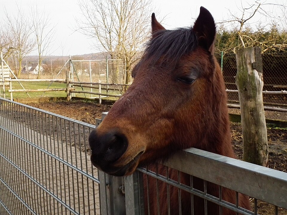 A photograph of Horse head