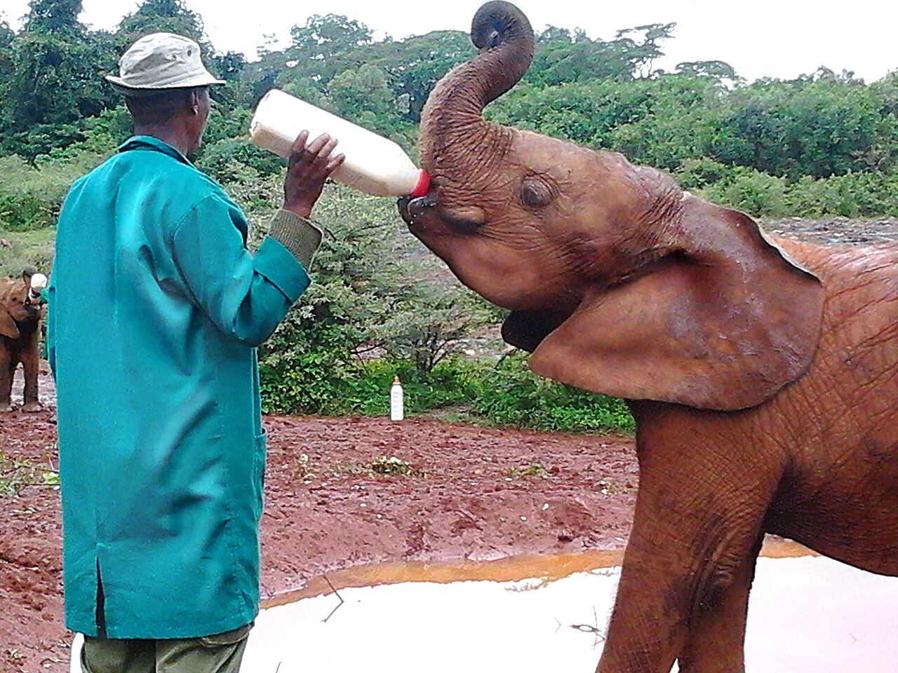 A photograph of Sheldrick Wildlife Trust