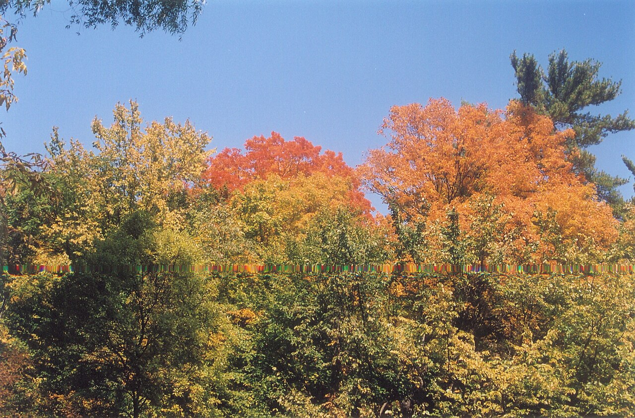 Edwards Gardens の写真