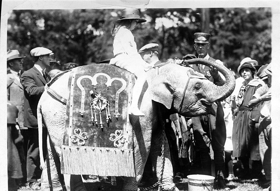 A photograph of Elephant riding
