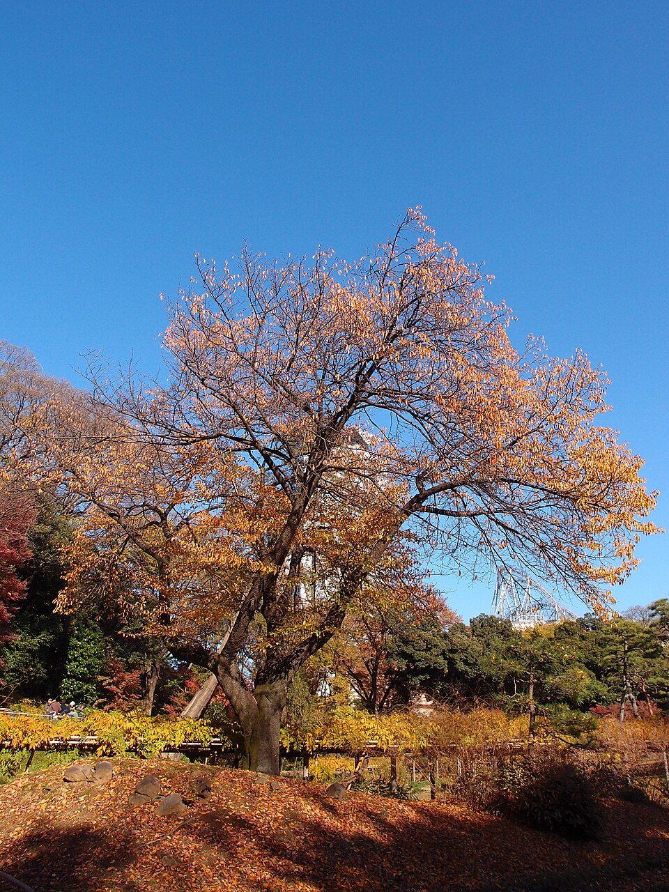A photograph of Koishikawa Kōrakuen Garden