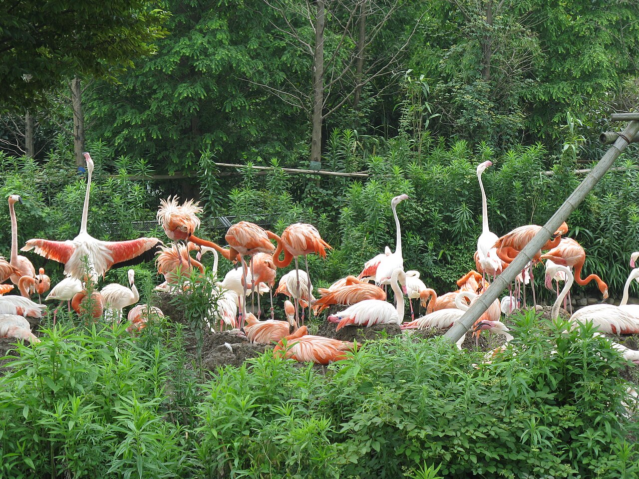 Shanghai Wild Animal Park fotoğrafı