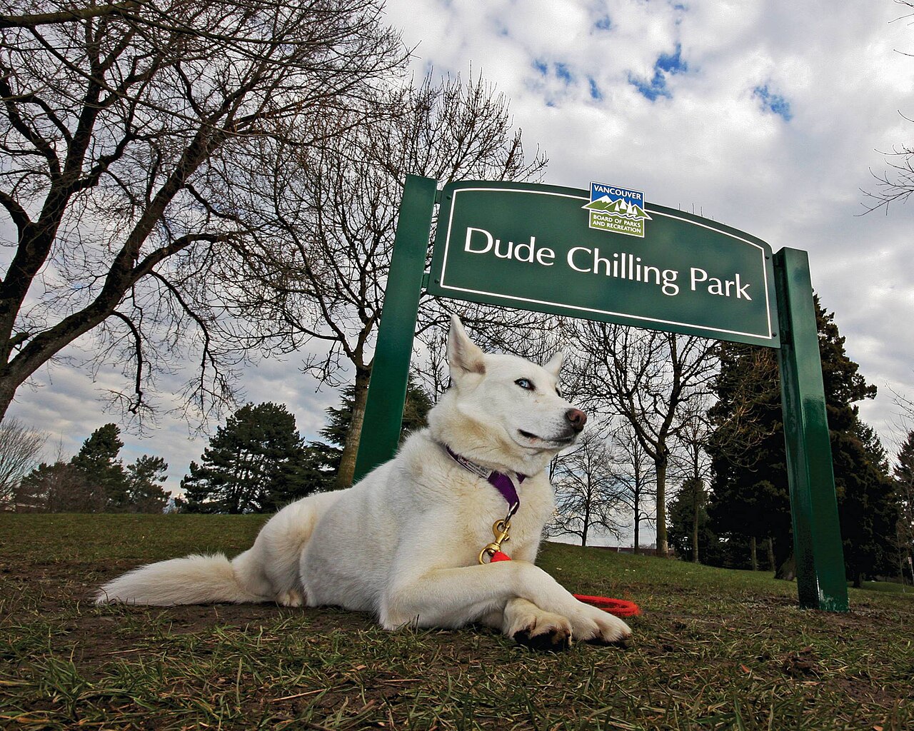 A photograph of Dude Chilling Park