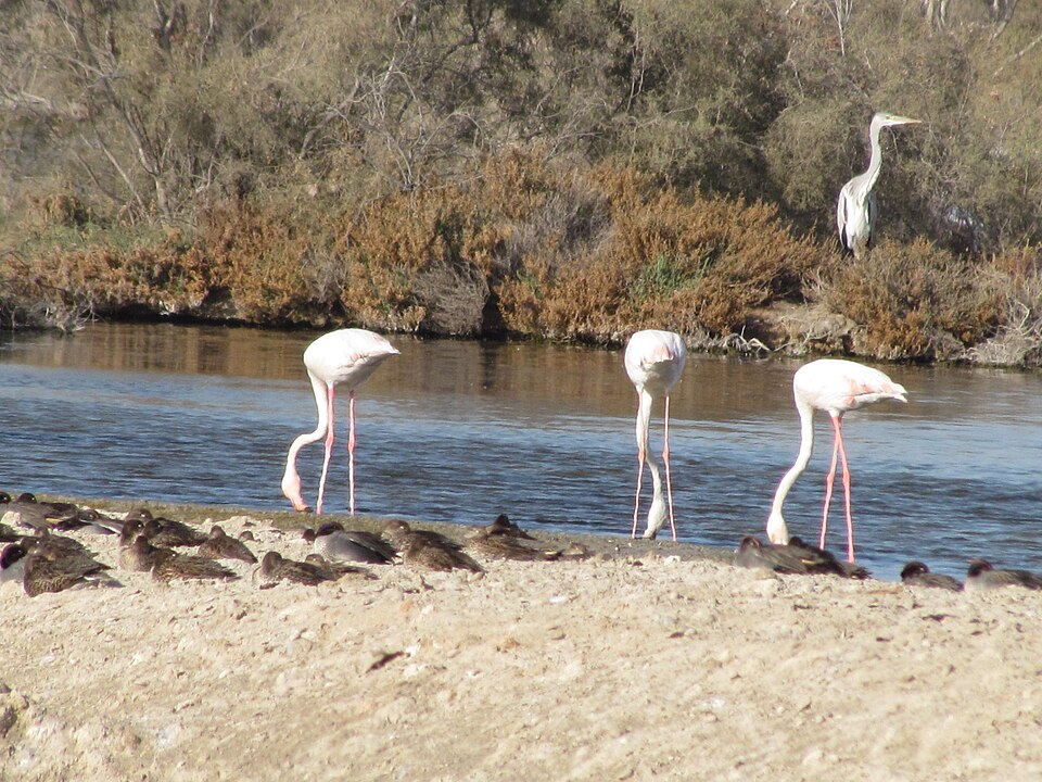 A photograph of Ras Al Khor