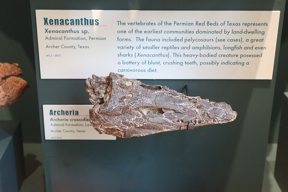 A photograph of Harvard Museum of Natural History