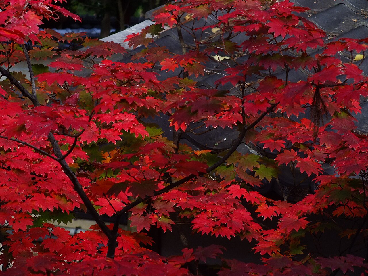 Una fotografia di Daikaku-ji Temple