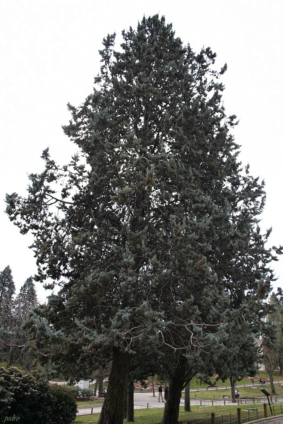 A photograph of Berlin Park