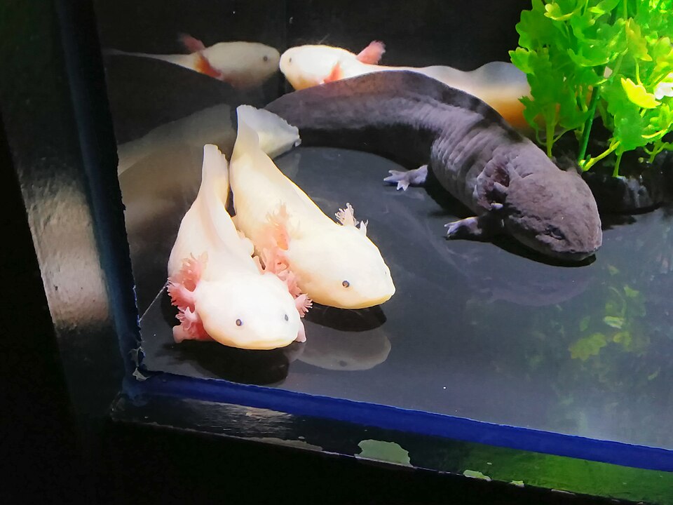 A photograph of COEX Aquarium