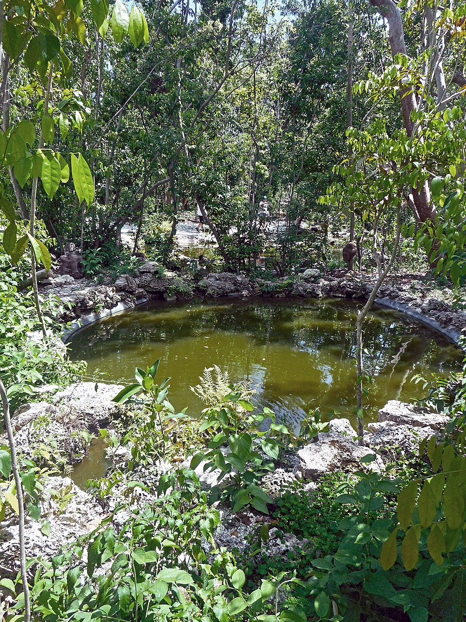 A photograph of Simpson Park Hammock