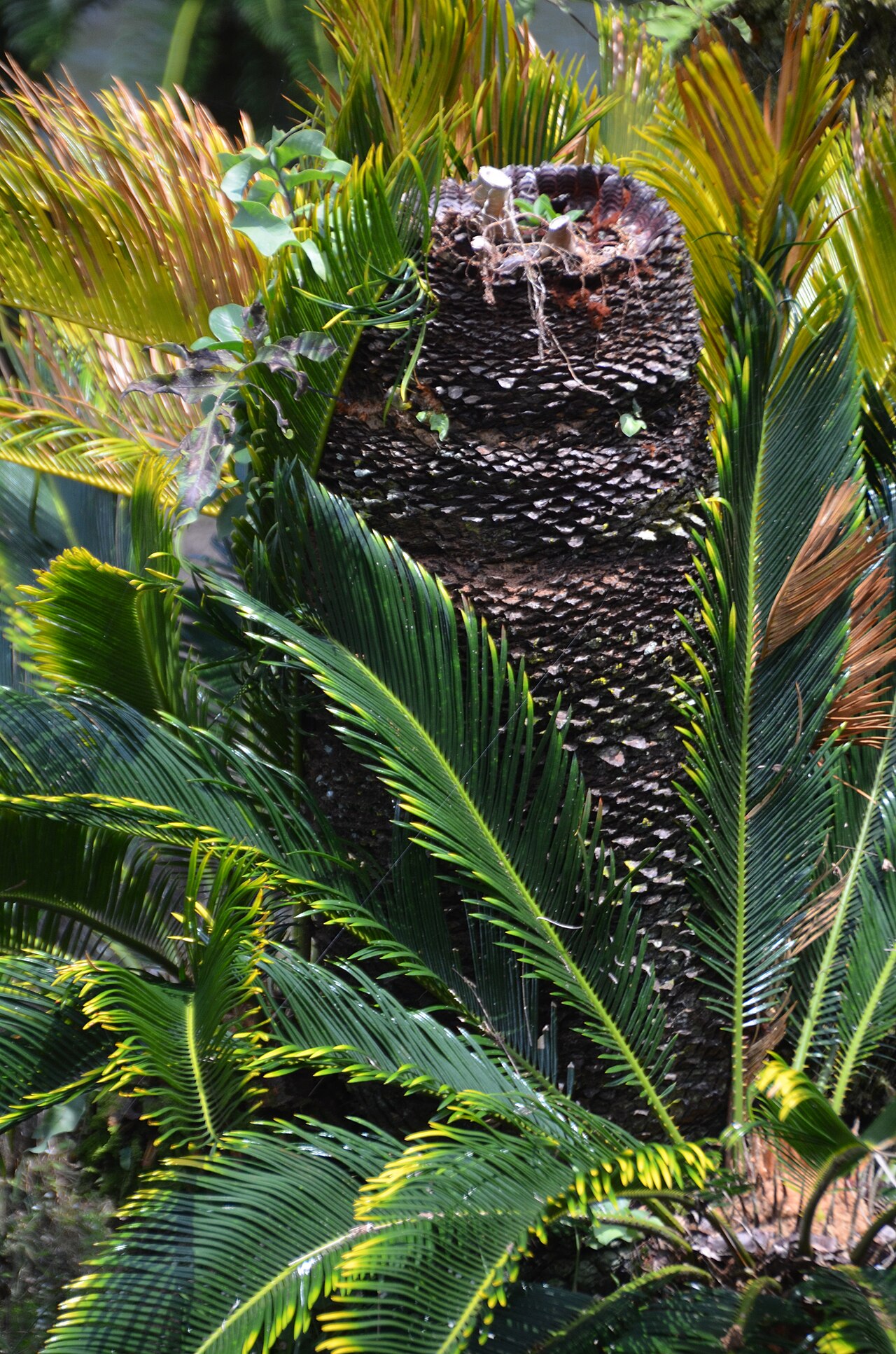 Liliuokalani Botanical Garden fotoğrafı