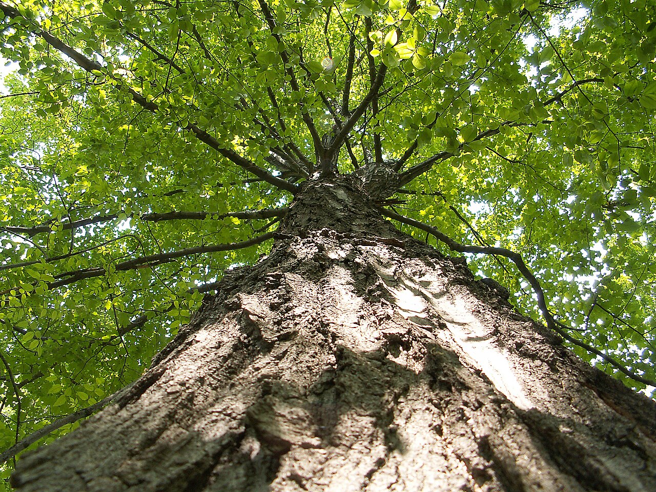 A photograph of Mount Royal Park