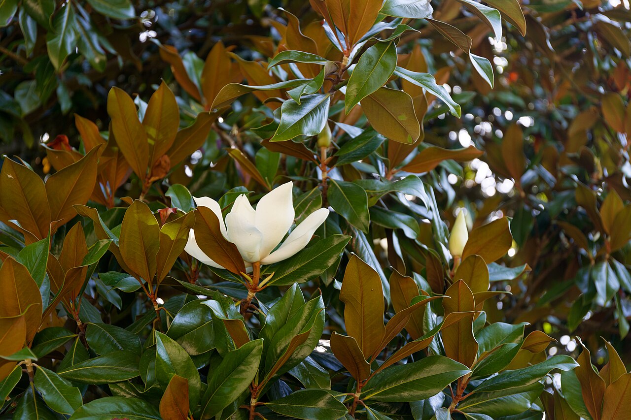 Magnolia Collection fotoğrafı