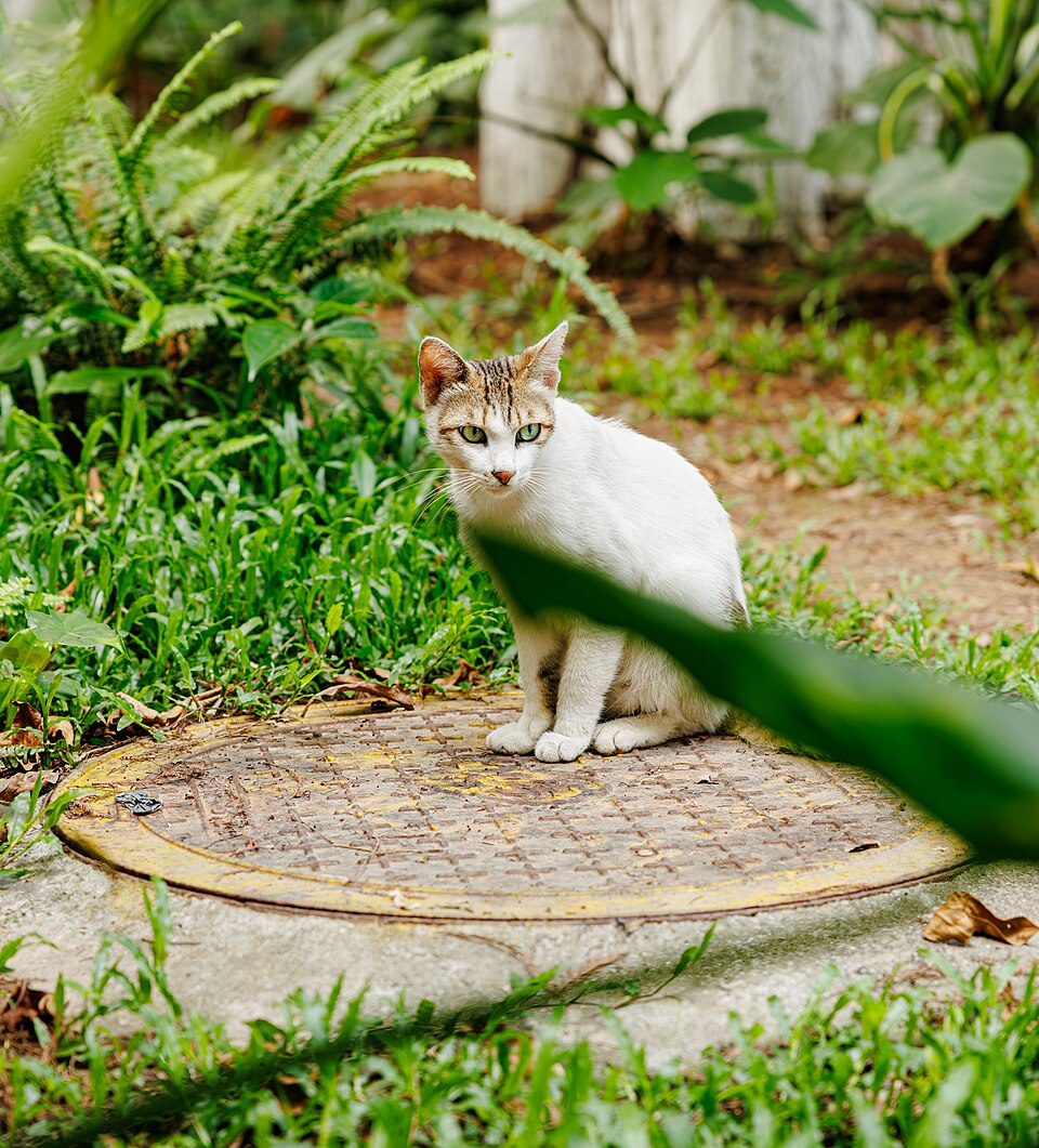 A photograph of Honghu Park