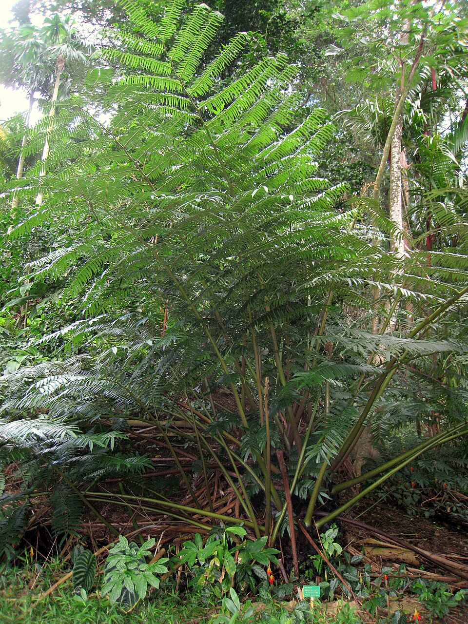 A photograph of Lyon Arboretum