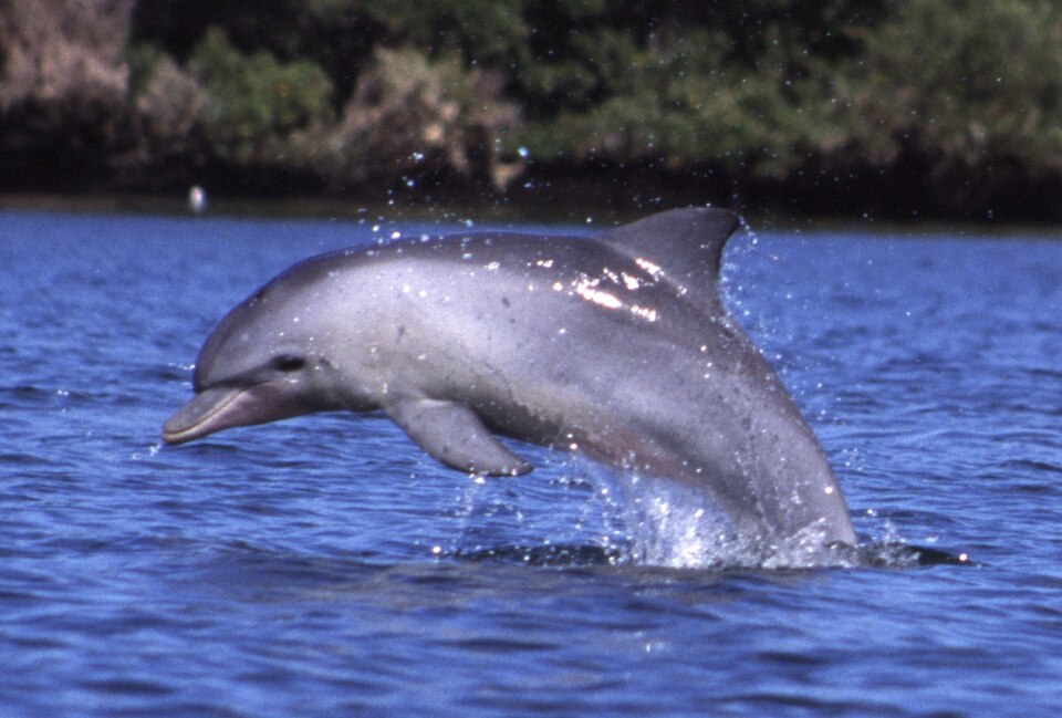A photograph of Adelaide Dolphin Sanctuary