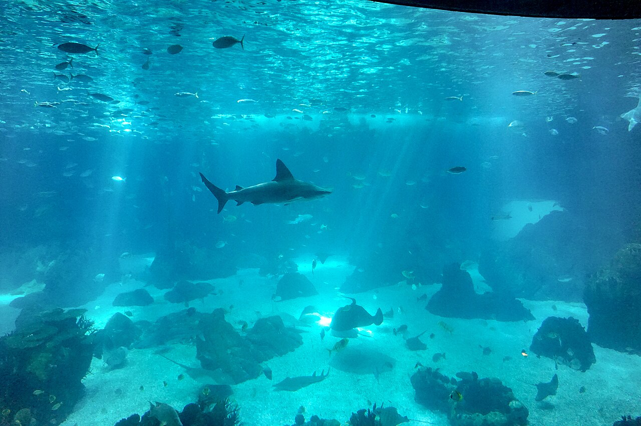 Una fotografia di Lisbon Oceanarium