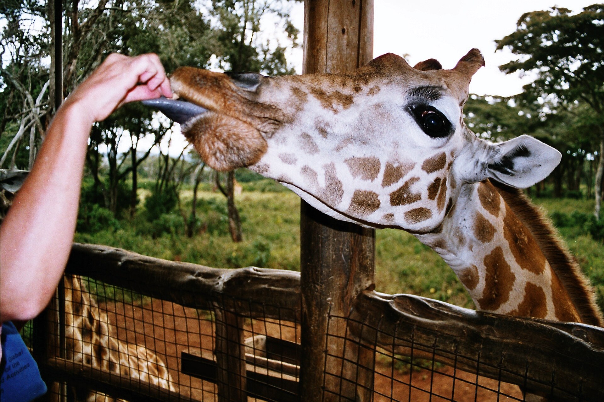 صورة Giraffe Centre