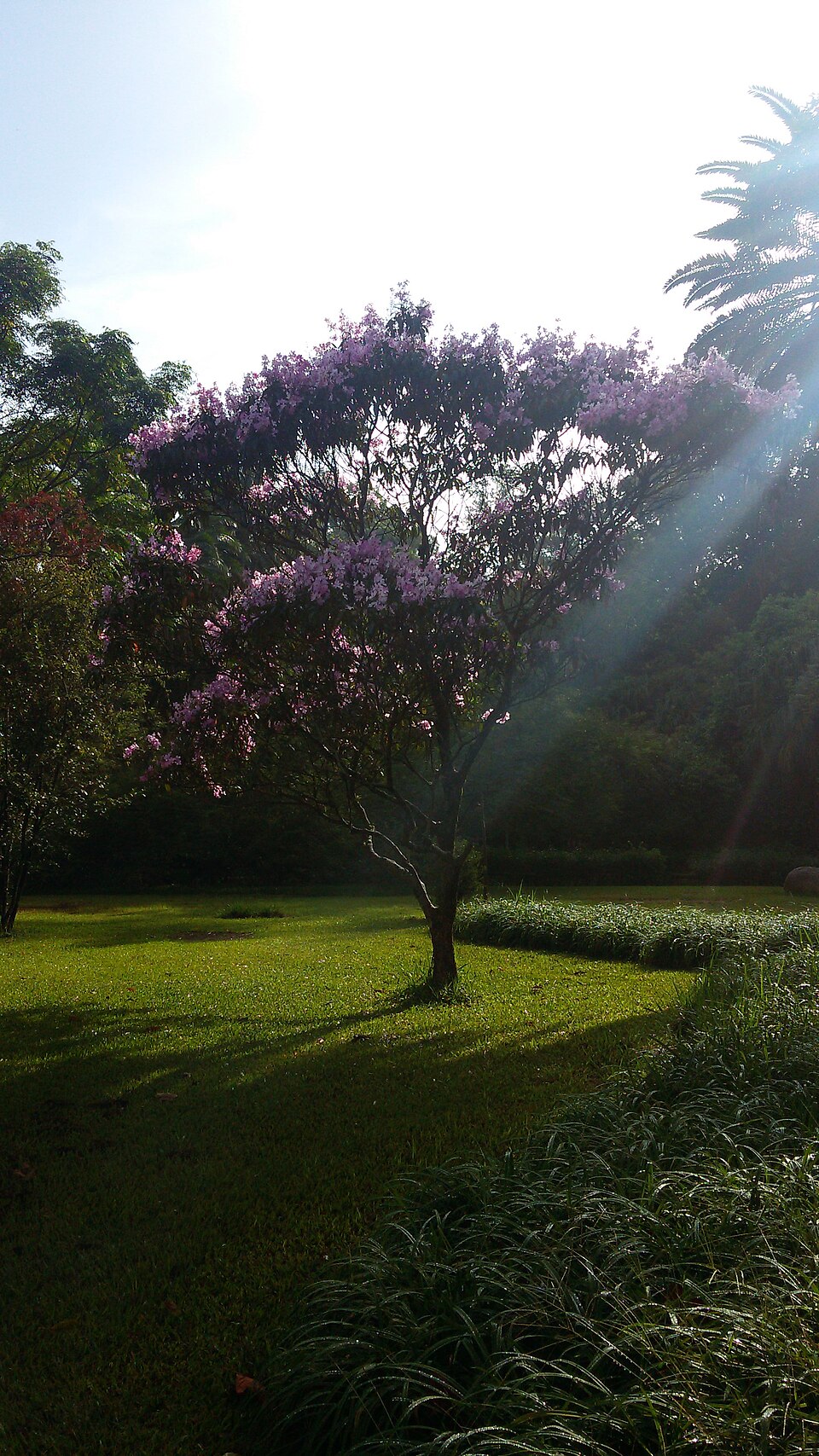 A photograph of Ibirapuera Park