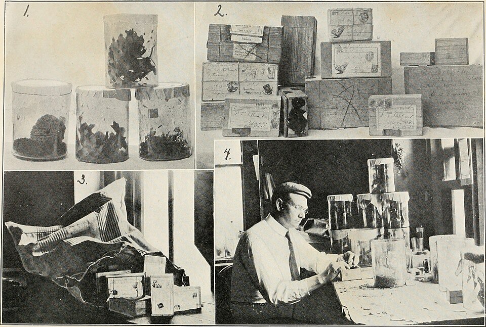 A photograph of The Specimen Jar